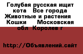 Голубая русская ищит кота - Все города Животные и растения » Кошки   . Московская обл.,Королев г.